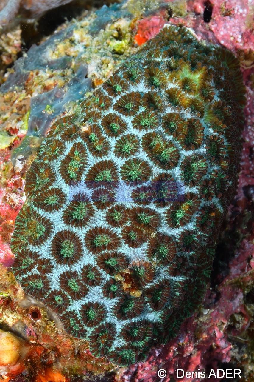 Favia speciosa-Liwutonkidi Island-14m-20180604-Denis-ADER-DSC_3794_tn.jpg